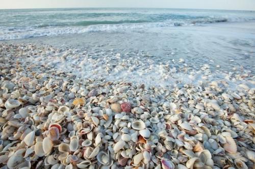 Seashell;Sanibel Captiva Island;Ocean;Shoreline;sea shell;Beach;Coastline;Sanibel;sand;Horizontal;Tan;Aqua;Sand;Blue;Florida;sea shells;seashells;Coast;Beaches;beach;Waves;beaches;Shore;sandy;Sandy